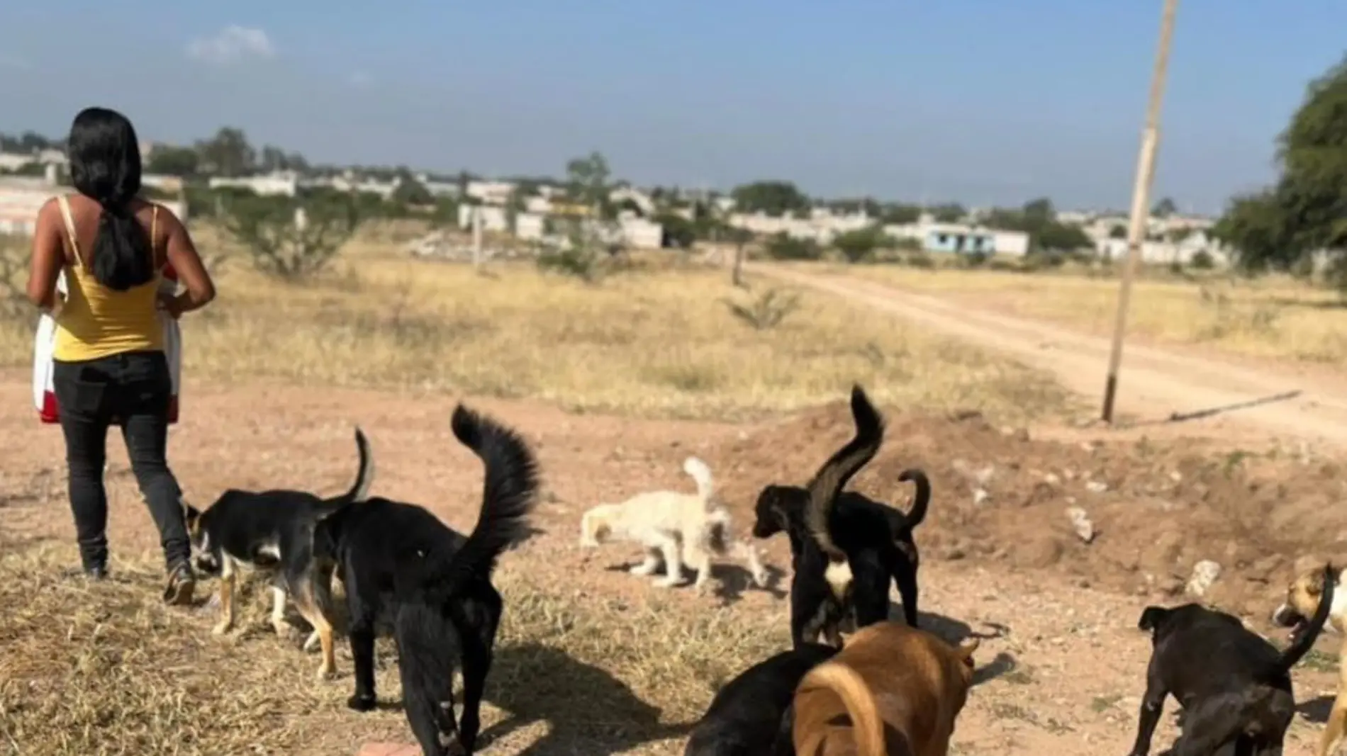 Perros de la calle